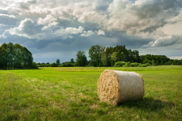 istock Circle of hay on a green meadow, trees and clouds on the sky 1164986151