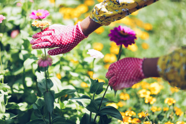 istock Planting colorful flowers 1164986354