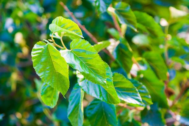istock image of a variety of spring leaves 1164987217
