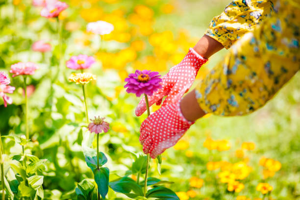 istock Planting colorful flowers 1164987477