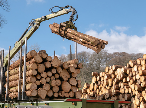 Newly felled timber logs being moved from a large stack onto a large freight transportation truck. The cut to length logs are being lifted by hydraulic grapples that can pick up several trunks at a time, before moving them across to the truck, where they are being carefully loaded for removal from the forestry site.