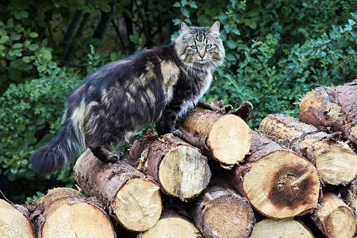 A Norwegian Forest Cat sits on a stack of firewood. Logs with cat