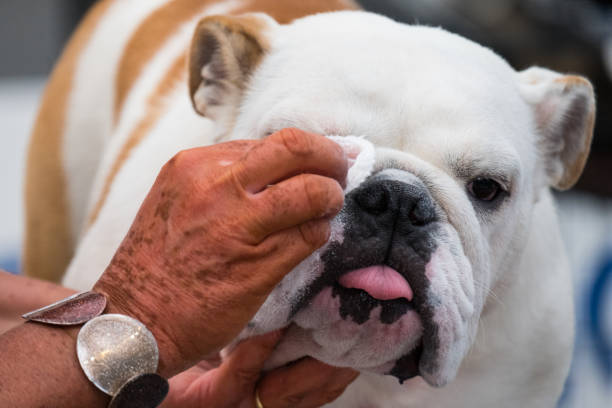 un espécimen de bulldog con piel blanca y roja durante la limpieza facial antes de que un perro muestre - molosser fotografías e imágenes de stock