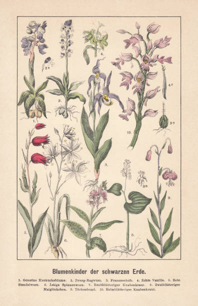 Orchids, hand-colored lithograph, published in 1892 Orchids: 1) Cuckooflower (Cardamine pratensis); 2) Bee orchid (Ophrys apifera); 3) Yellow lady's slipper (Cypripedium calceolus); 4) Tahitian vanilla (Vanilla planifolia); 5) Royal helleborine (Epipactis atrorubens); 6) Spider plant (Anthericum ramosum); 7) Marsh orchid (Dactylorhiza majalis); 8) May lily (Maianthemum bifolium); 9) Turban lily (Lilium martagon); 10) Burnt orchid (Neotinea ustulata). Hand-colored lithograph, published in 1892. spider plant animal stock illustrations
