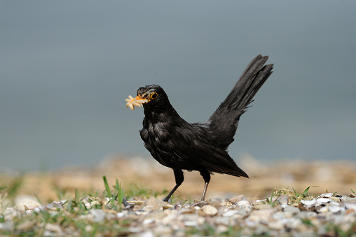 Blackbird with insect larvae