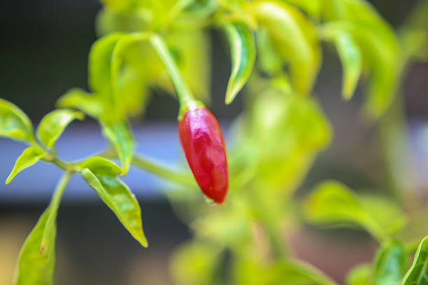 istock Organic Red Chili Pepper in the Tree stock photo 1164989607