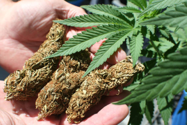 Medicinal Marijuana With Huge Buds In Palm Of Hands High Quality stock photo