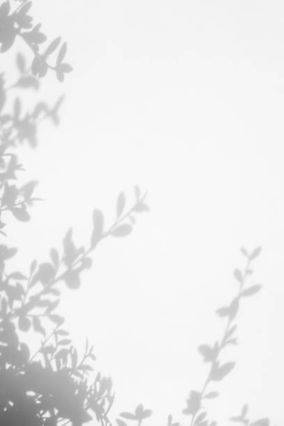 istock Gray shadow of the leaves on a white wall 1164993365