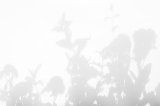 istock Gray shadows of the flowers and grass 1164993366