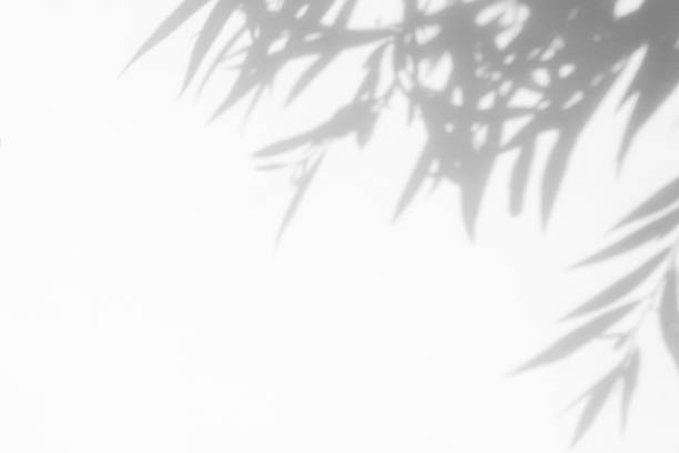 istock Gray shadow of the leaves on a white wall 1164993367