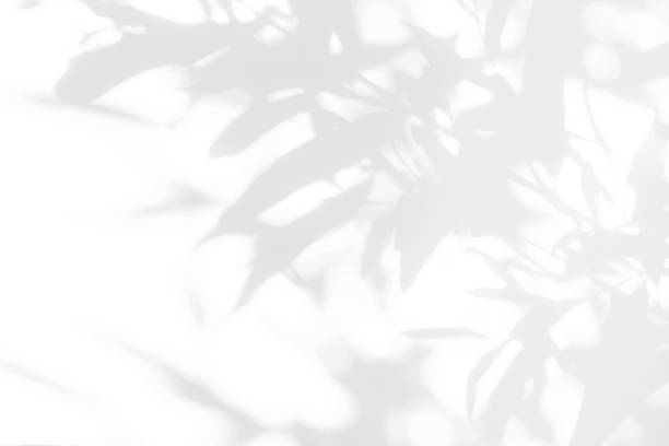 istock Gray shadow of the leaves on a white wall 1164993368