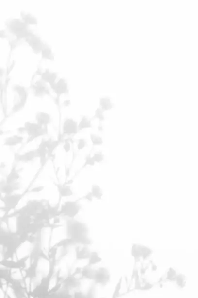 Gray shadows of the flowers and delicate grass on a white wall. Abstract neutral nature concept background. Space for text.