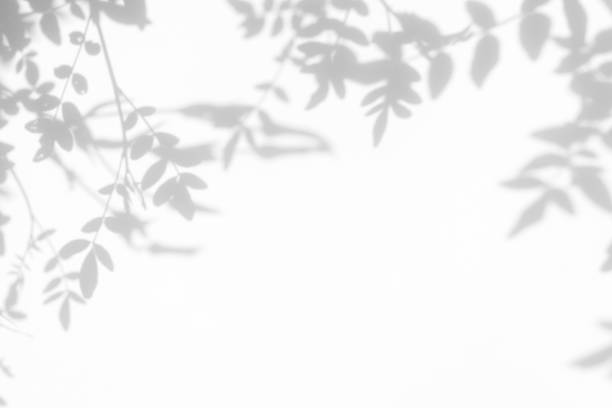 istock Gray shadow of the leaves on a white wall 1164993370
