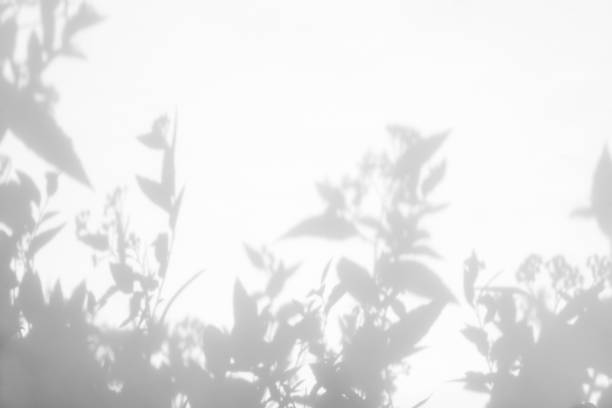 istock Gray shadows of the flowers and grass 1164993371
