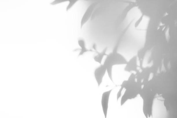 istock Gray shadow of the leaves on a white wall 1164993372