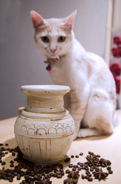 istock Antique jug with coffee beans on kitchen table and white cat sitting and protecting beans 1164993489