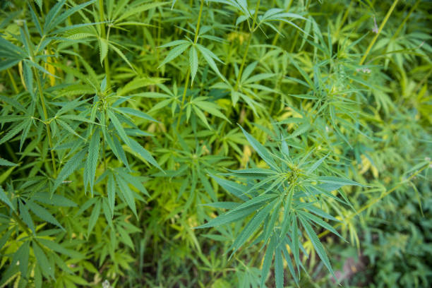istock Hemp cannabis plant stock photo 1164995371