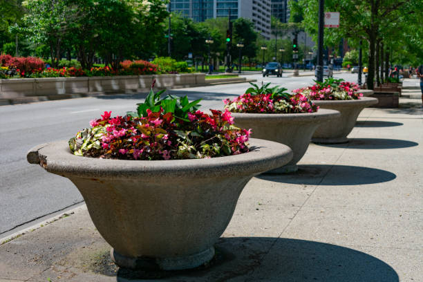 シカゴのグラントパーク近くのミシガンアベニュー沿いのプランターのピンクベゴニアの花 - grounds city life park grant park ストックフォトと画像