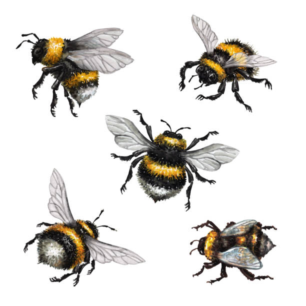 aquarell-illustration, verschiedene hummeln, wilde insekt clipart, isoliert auf weißem hintergrund - pollenflug stock-grafiken, -clipart, -cartoons und -symbole