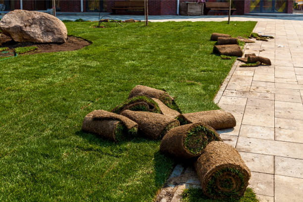 istock laying of grass in rolls 1164997348