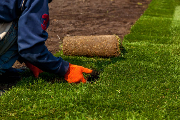 istock laying of grass in rolls 1164997912