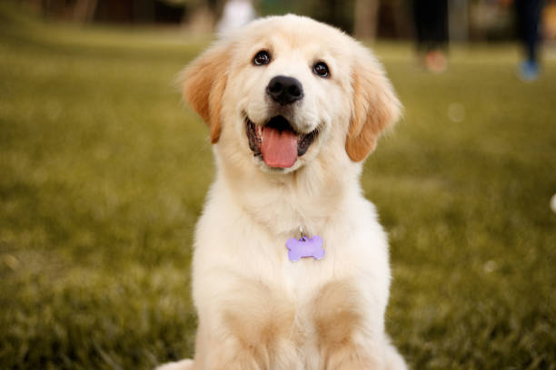 istock Golden Portrait 3 1165000922