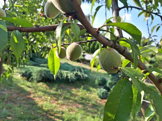 istock Green fresh peach tree in nature 1165001773