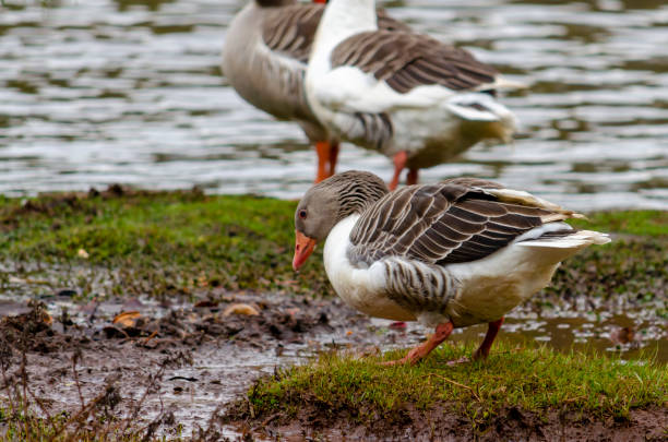 istock Birds Lake, Heron, Duck 1165001915