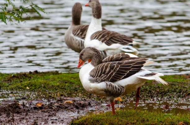 istock Birds Lake, Heron, Duck 1165002509