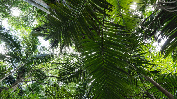 istock rainforest tropical jungle Australia Tamborine Mountain Queensland 1165003331