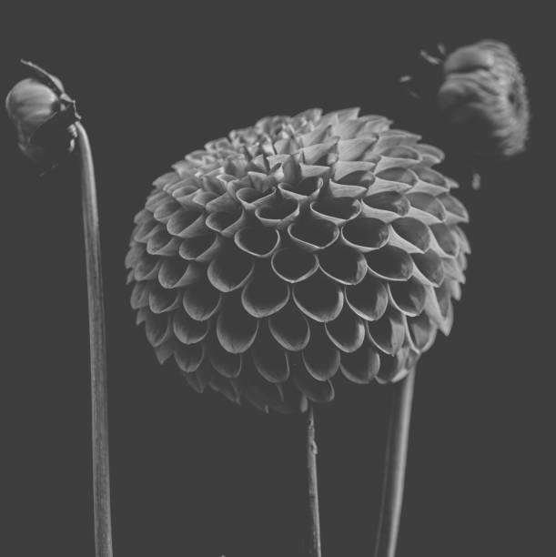 istock Beautiful blooming dahlia's 1165003457