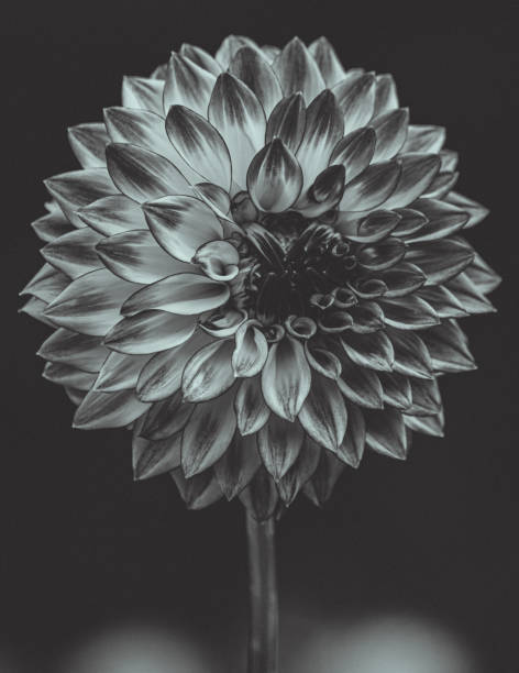 istock Beautiful blooming dahlia's 1165003469