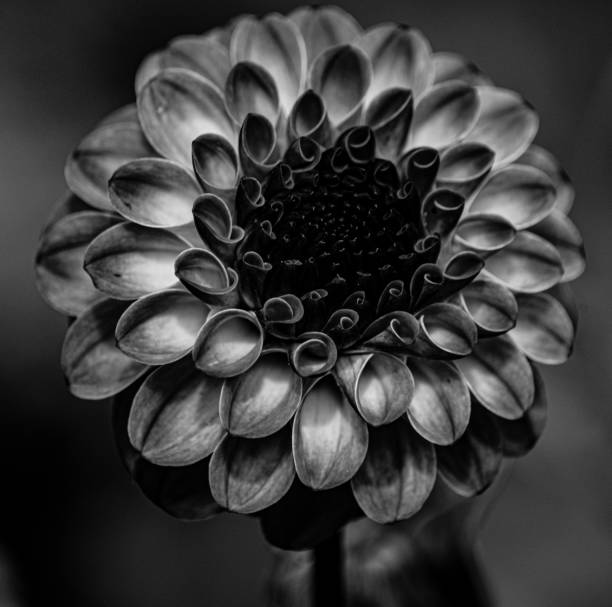 istock Beautiful blooming dahlia's 1165003470
