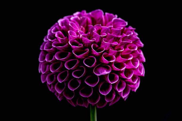 Dahlia captured at a local garden