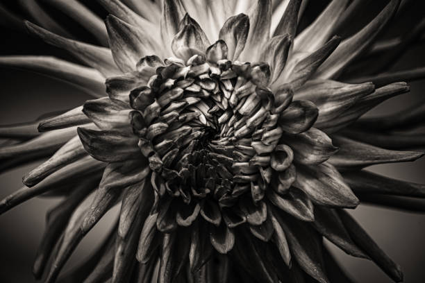 istock Beautiful blooming dahlia's 1165003677