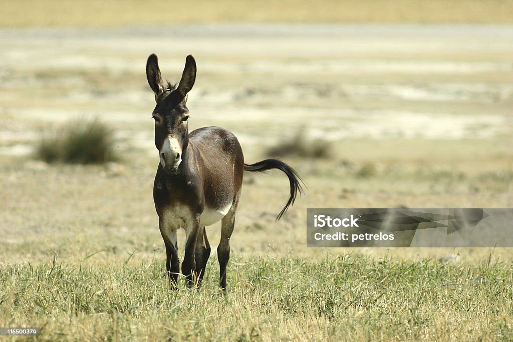 O sozinho Burro - Foto de stock de Alanya royalty-free