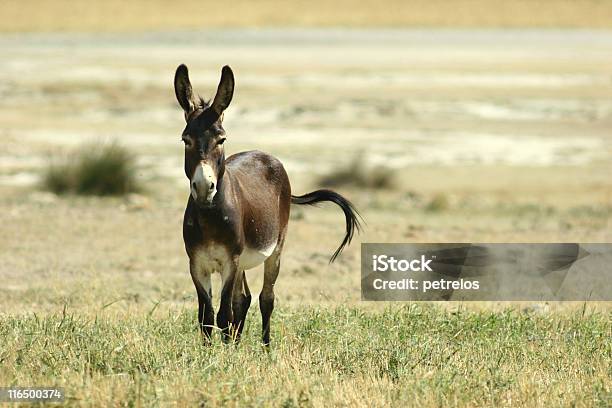 Foto de O Sozinho Burro e mais fotos de stock de Alanya - Alanya, Amarelo, Anatólia