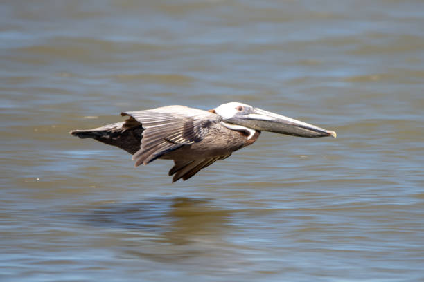 istock abstract pelicans in flight at the beach of atlantic ocean 1165004417