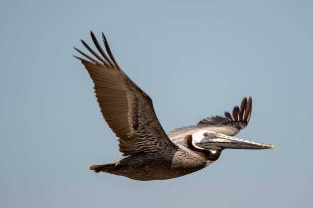 istock abstract pelicans in flight at the beach of atlantic ocean 1165005153