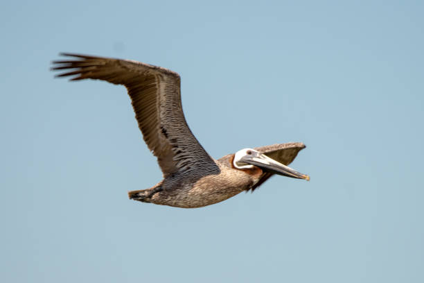 istock abstract pelicans in flight at the beach of atlantic ocean 1165005165