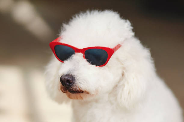 istock Cute poodle dog in sunglasses 1165005202