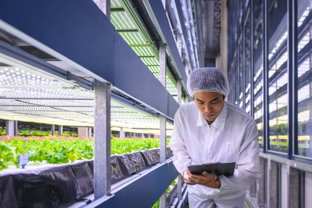 istock Taiwanese Sustainability Researcher Observing Lettuce Growth 1165006047