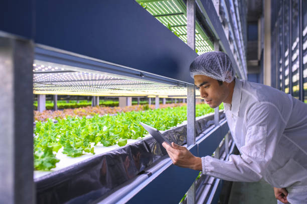 istock Taiwanese Botanist Carefully Examining Cultivated Lettuce 1165006048