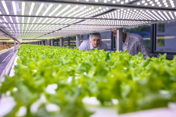 istock Agricultural Researchers Studying Indoor Farming Techniques 1165006050