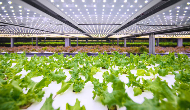 istock Vertical Farming Offers a Path Toward a Sustainable Future 1165006051