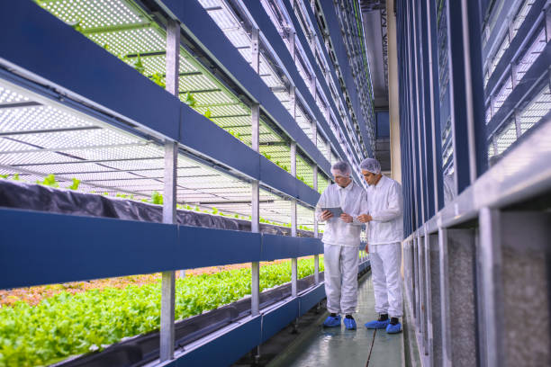 Agri-tech Specialists Examining Stacks of Indoor Crops Team of researchers studying global food security observe the growth of lettuce crops in a vertical farming facility. emergence photos stock pictures, royalty-free photos & images