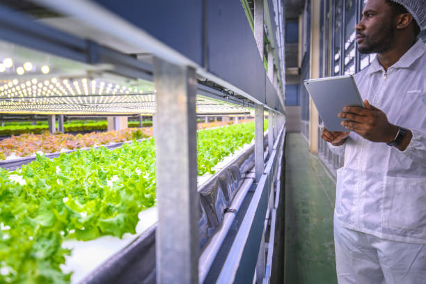 istock African Hydroponics Specialist Noting Development of Crops 1165006059