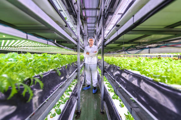istock Taiwanese Farm-to-Table Researcher Standing in Vertical Farm 1165006074