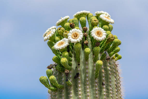 istock Saguaro Cactus Flowers on top against sky 1165008507