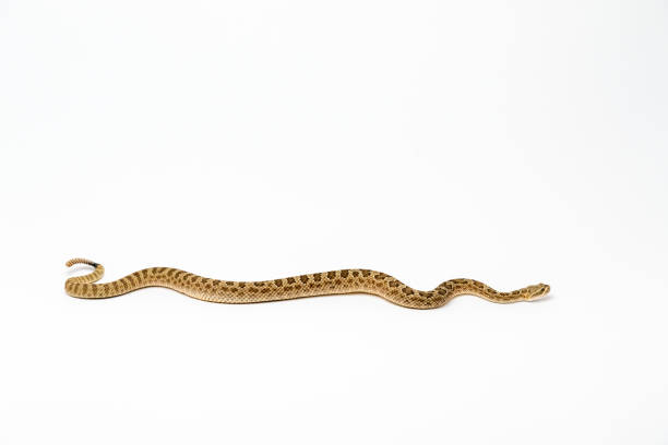 istock Crotalus viridis nuntius - Hopi Rattlesnake isloated on white background 1165009115